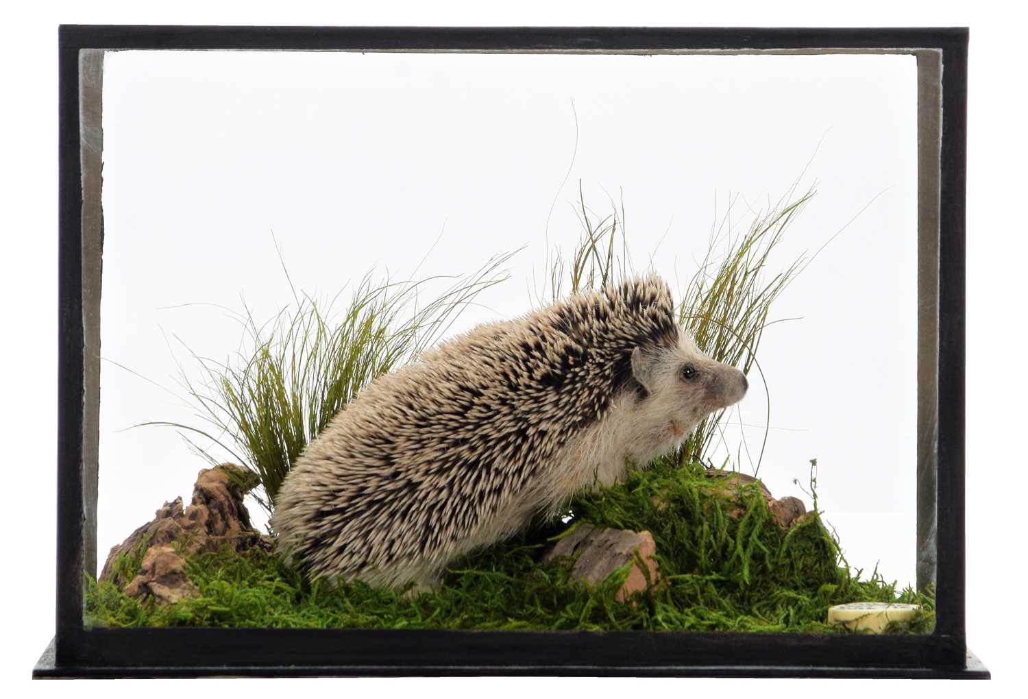 Taxidermy: A Cased Four-toed or Pygmy Hedgehog (Atelerix albiventris), captive bred, 2014-2016, a