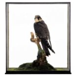 Taxidermy: A Cased European Hobby (Falco subbuteo), circa 2020, a high quality full mount adult male