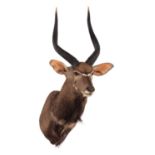 Taxidermy: Lowland Nyala (Nyala angasii), circa late 20th century, a high quality adult shoulder