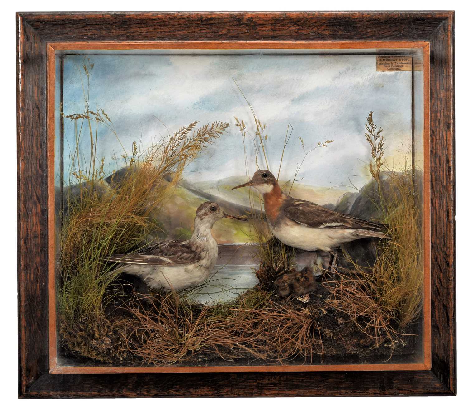 Taxidermy: A Wall Cased Pair of Red-necked Phalarope & Chick (Phalaropus lobatus), circa early-mid