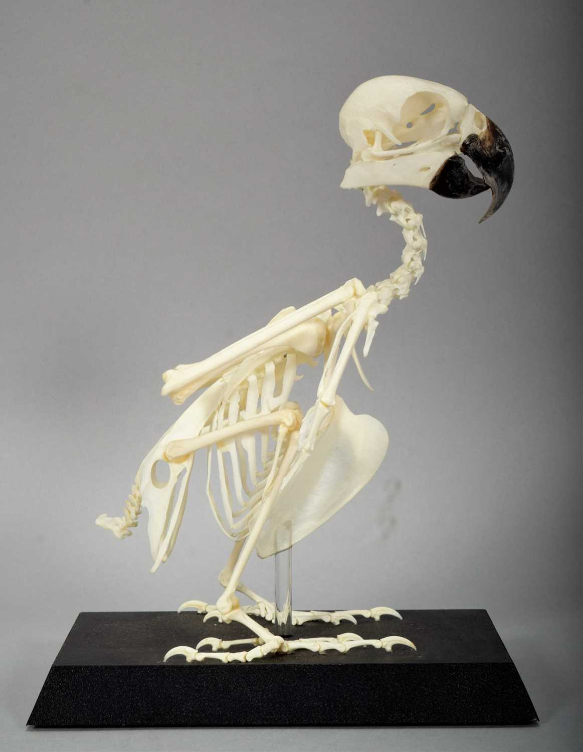 Skeletons/Anatomy: A Yellow-fronted Amazon Parrot Skeleton (Amazona ochrocephala), modern, a