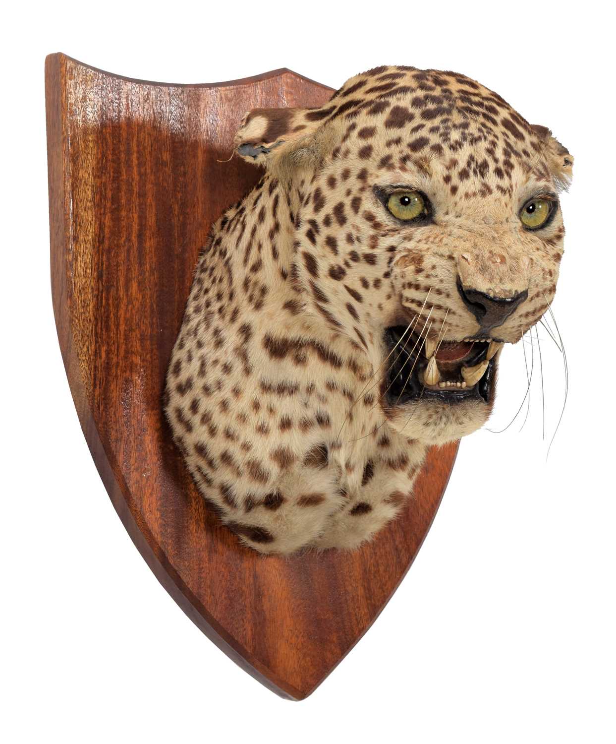 Taxidermy: Indian Leopard (Panthera pardus fusca), dated 1935, by Van Ingen Van Ingen, Mysore, - Image 2 of 6