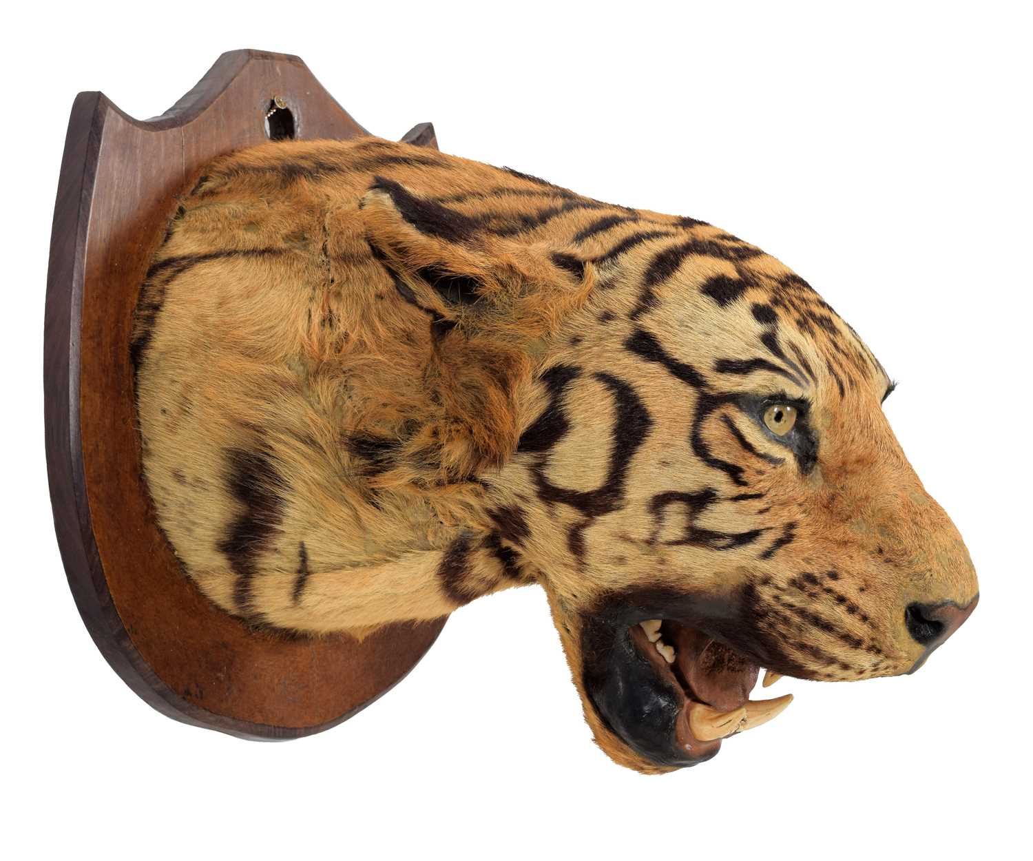 Taxidermy: Bengal Tiger (Panthera tigris tigris), circa early 20th century, attributed to Theobald - Image 7 of 8