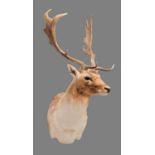 Taxidermy: European Fallowbuck (Dama dama), circa 21st century, a high quality light coloured