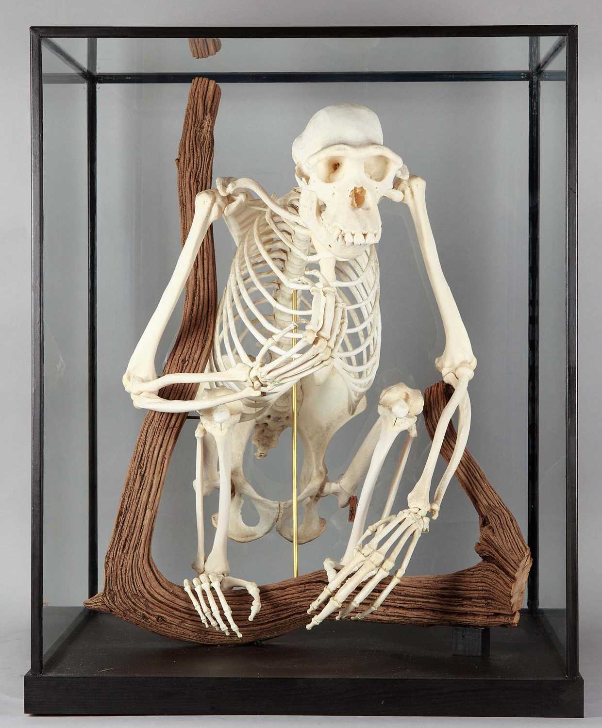 Skeletons/Anatomy: A Rare Cased Chimpanzee Skeleton (Pan troglodytes), captive bred, circa 2010, a - Image 5 of 12