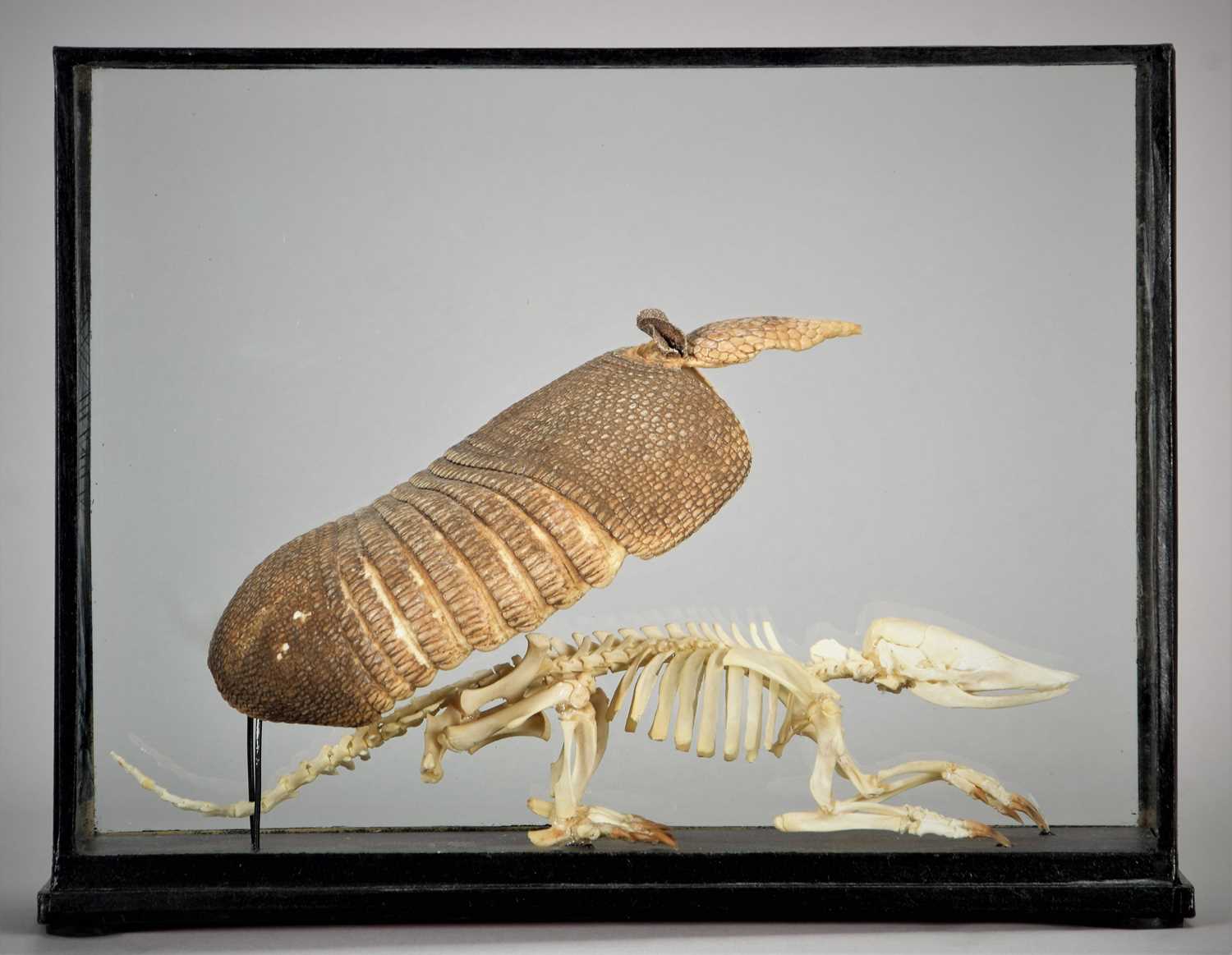 Skeletons/Anatomy: A Cased Banded Armadillo Skeleton and Carapace, modern, a complete articulated - Image 2 of 2