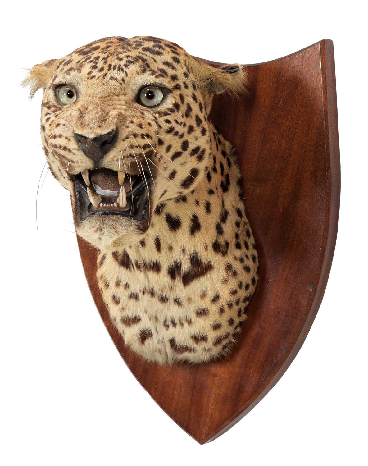 Taxidermy: Indian Leopard (Panthera pardus fusca), dated 1941, by Van Ingen Van Ingen, Mysore, - Image 2 of 6