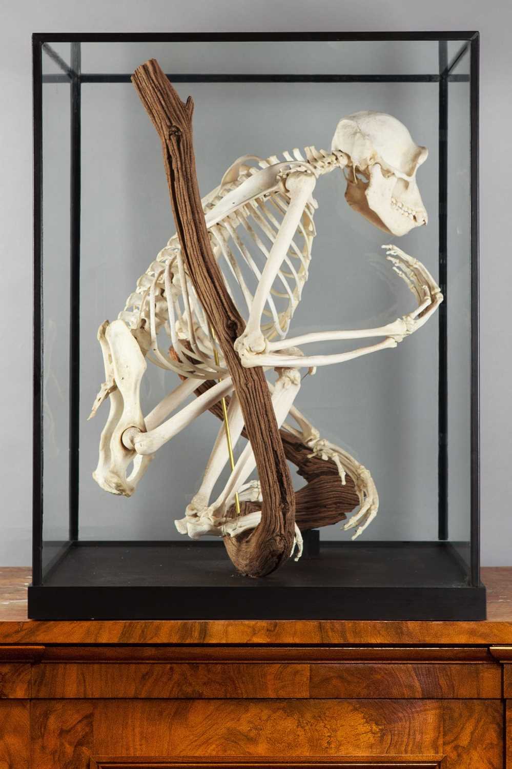 Skeletons/Anatomy: A Rare Cased Chimpanzee Skeleton (Pan troglodytes), captive bred, circa 2010, a - Image 2 of 12