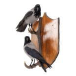 Taxidermy: A Pair of Hooded Crows, modern, by Howard Bennett, Taxidermy, Hainford, Norwich, a high