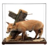 Taxidermy: A Cased European Red Fox Cub (Vulpes vulpes), circa 21st century, a good quality full