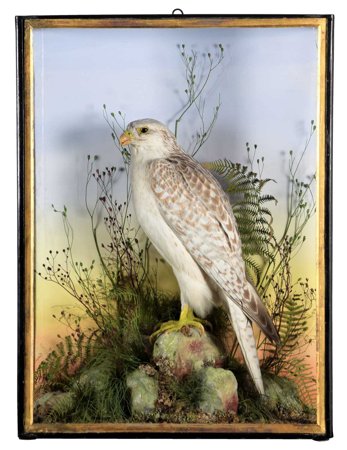 Taxidermy: A Late Victorian Greenland or Gyr Falcon (Falco rusticolus), circa 1880-1900, a full