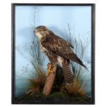 Taxidermy; A Cased Common Buzzard (Buteo buteo), dated 2023, a high quality full mount adult with