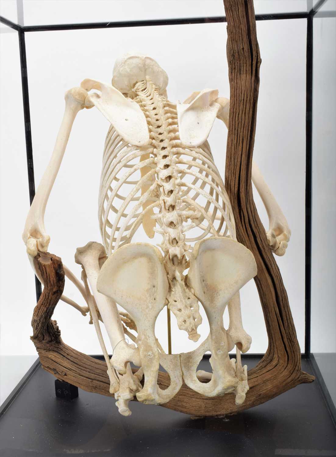 Skeletons/Anatomy: A Rare Cased Chimpanzee Skeleton (Pan troglodytes), captive bred, circa 2010, a - Image 10 of 12