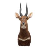 Taxidermy: Cape Bushbuck (Tragelaphus sylvaticus), circa 21st century, by Karl Human, Taxidermy,