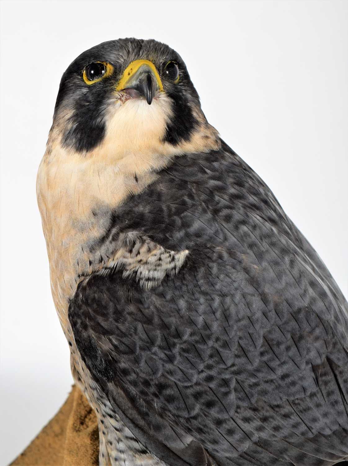 Taxidermy: A Cased Peregrine Falcon (Falco peregrinus), circa 2023, by World Renowned Taxidermist - Image 6 of 7