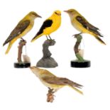 Taxidermy: A Group of Golden Orioles (Oriolus oriolus), circa late 20th century, a full mount