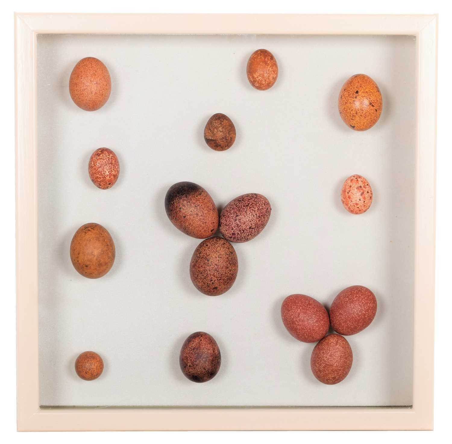 Natural History: A Collection of Replica Birds of Prey Eggs, a hand-painted collection of fifteen - Image 2 of 3