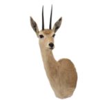 Taxidermy: Vaal Rhebok (Pelea capreolus), circa late 20th century, South Africa, a high quality