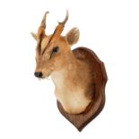 Taxidermy: Reeves's Muntjac Deer (Muntiacini), circa late 20th century, a high quality adult male