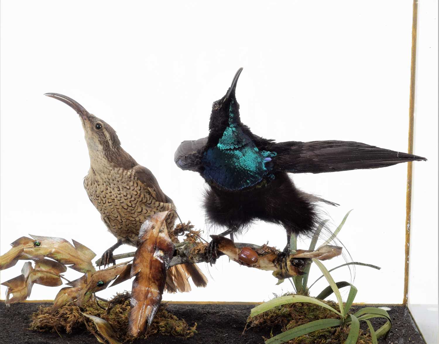 Taxidermy: A Late Victorian Cased Pair of Magnificent Rifle Birds (Ptiloris magnificus), re-cased by - Image 3 of 5