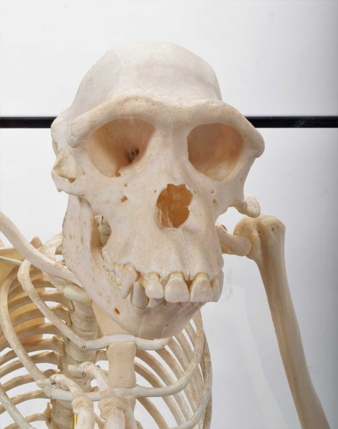 Skeletons/Anatomy: A Rare Cased Chimpanzee Skeleton (Pan troglodytes), captive bred, circa 2010, a - Image 7 of 12