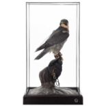 Taxidermy: A Cased Falconers Peregrine Falcon (Falco peregrinus), dated 2022, by Rob Marshall,