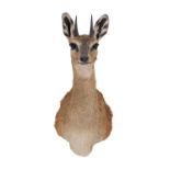 Taxidermy: Cape Klipspringer (Oreotragus oreotragus), circa late 20th century, South Africa, a