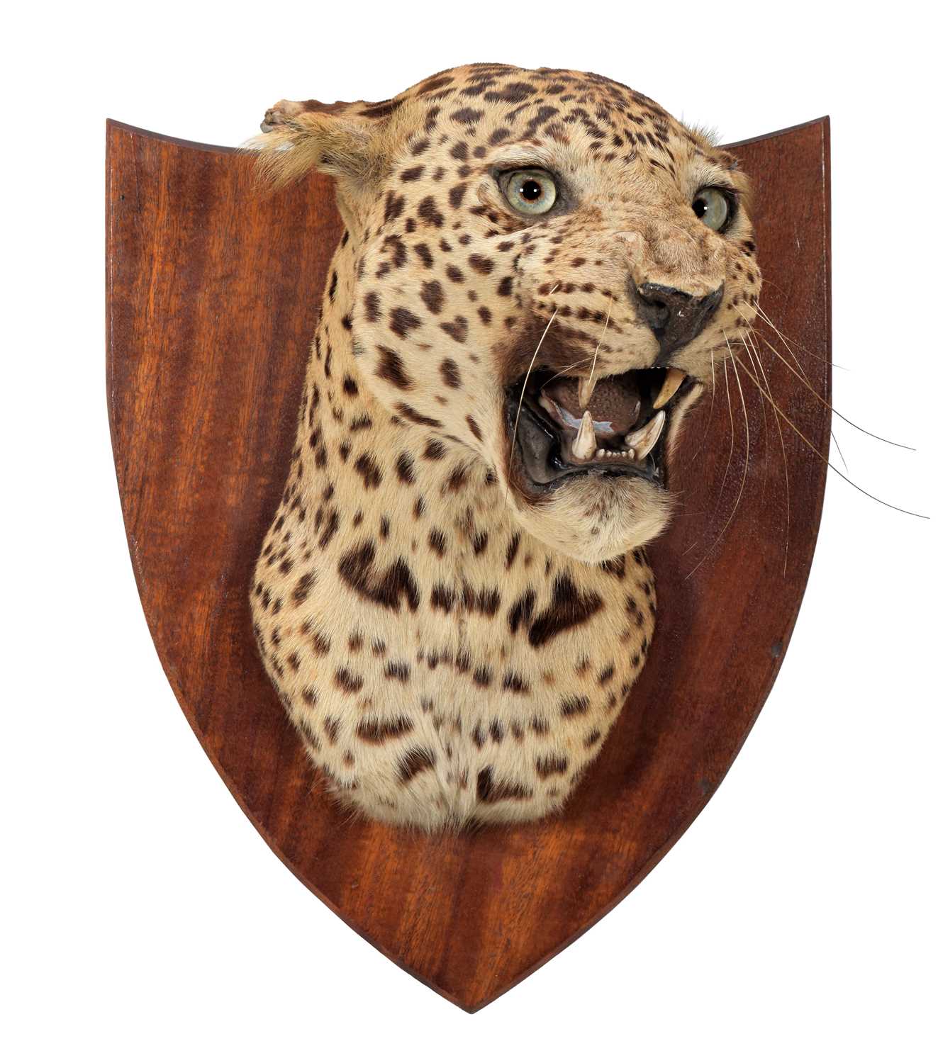 Taxidermy: Indian Leopard (Panthera pardus fusca), dated 1941, by Van Ingen Van Ingen, Mysore,
