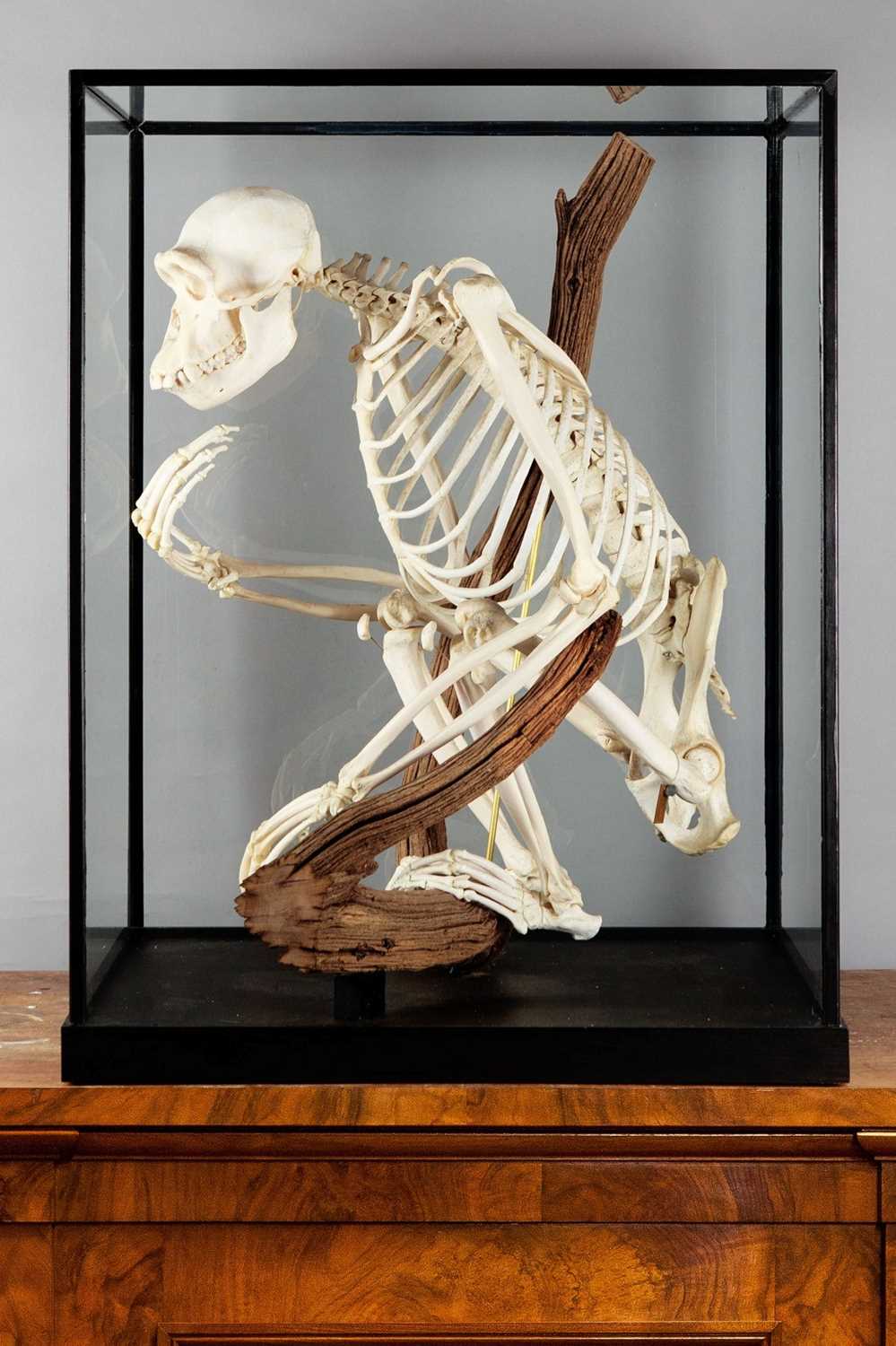 Skeletons/Anatomy: A Rare Cased Chimpanzee Skeleton (Pan troglodytes), captive bred, circa 2010, a - Image 3 of 12