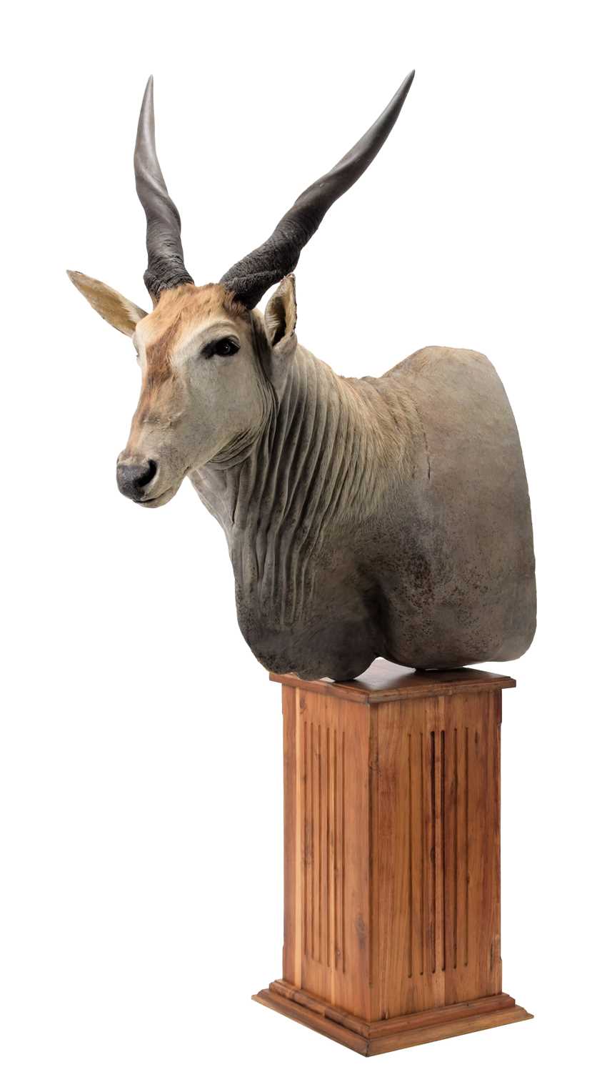 Taxidermy: Common Eland (Taurotragus oryx), circa late 20th century, South Africa, a large adult