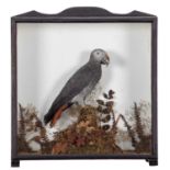 Taxidermy: A Cased African Grey Parrot (Psittacus erithacus), circa early 20th century, a full mount