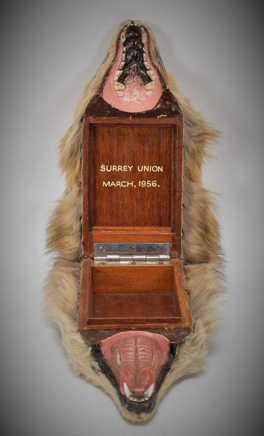 Taxidermy: A Red Fox Mask Cigarette Box, (Vulpes vulpes), by Army and Navy Stores, Naturalist - Image 5 of 8