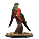 Taxidermy: A Pair of Australian King Parrot's (Alisterus scapularis), circa 1995, by Peter