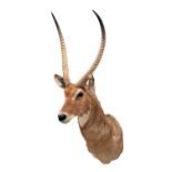 Taxidermy: Ellipsen Waterbuck (Kobus ellipsiprymnus), circa mid-late 20th century, South Africa,