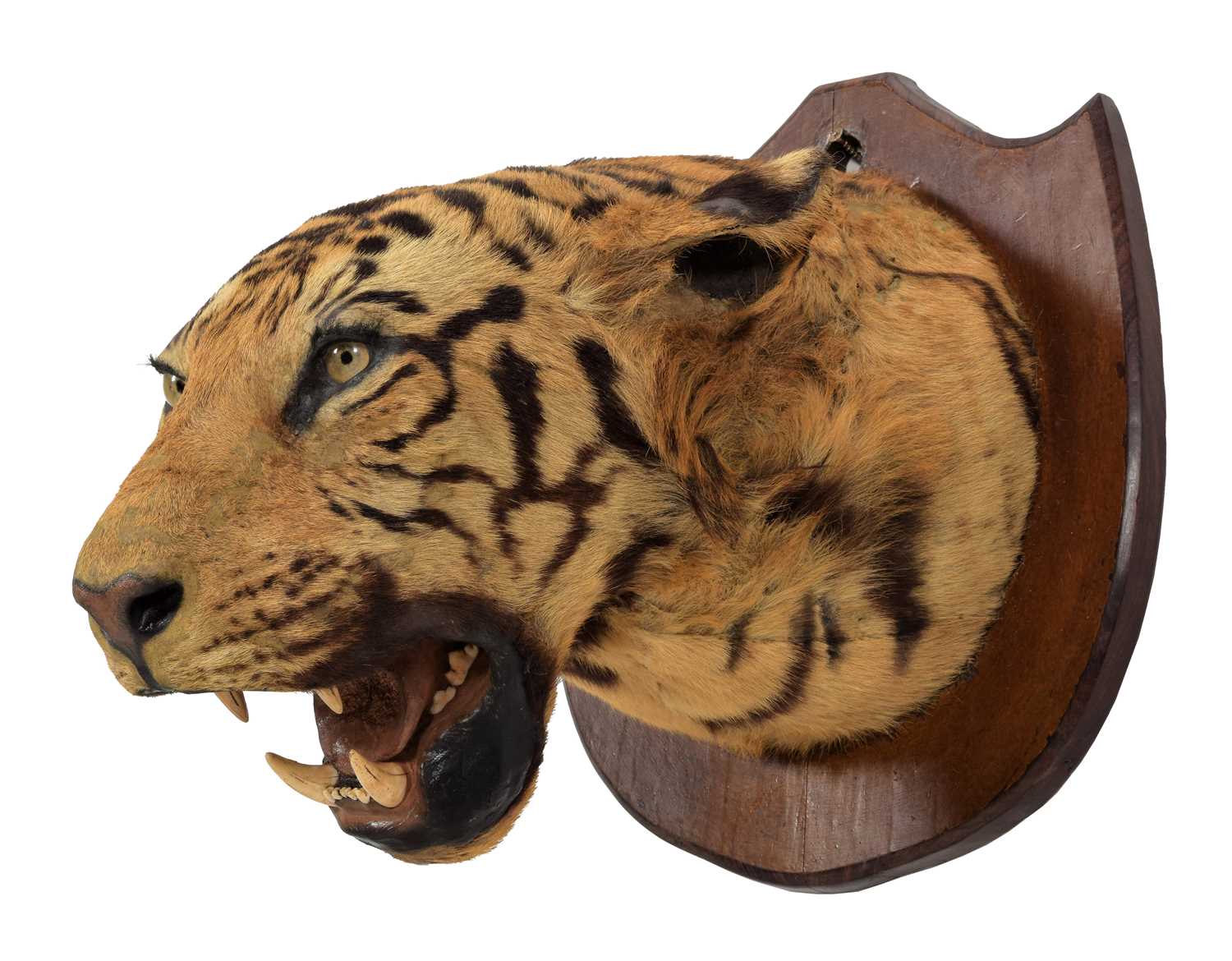 Taxidermy: Bengal Tiger (Panthera tigris tigris), circa early 20th century, attributed to Theobald - Image 6 of 8