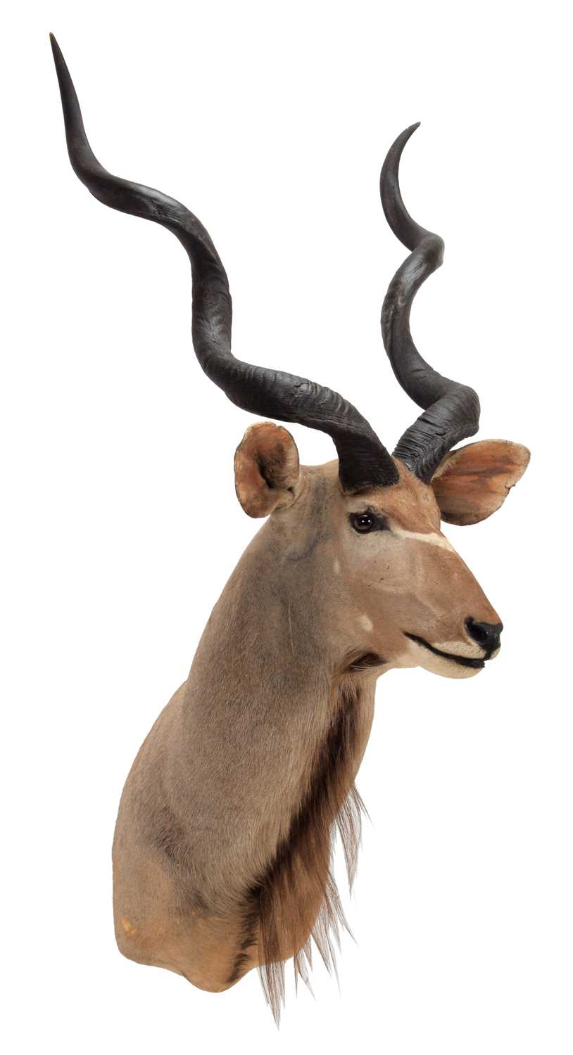 Taxidermy: Cape Greater Kudu (Strepsiceros strepsiceros), circa late 20th century, South Africa, a
