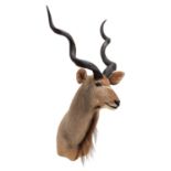 Taxidermy: Cape Greater Kudu (Strepsiceros strepsiceros), circa late 20th century, South Africa, a