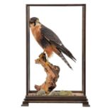 Taxidermy: A Cased Aplomado Falcon (Falco femoralis), captive bred, circa 21st century, a full mount