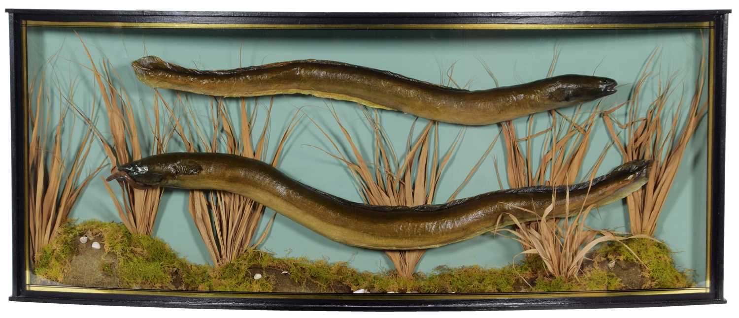 Taxidermy: A Cased Pair of European Eels (Anguilla anguilla), circa mid-late 20th century, a pair of