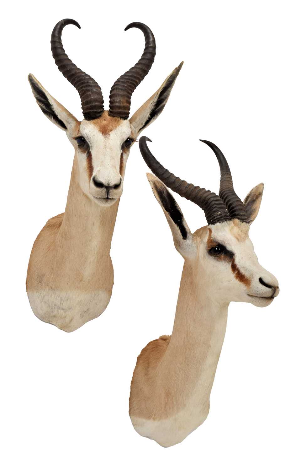 Taxidermy: A Pair of South African Springboks (Antidorcas marsupialis), circa late 20th century, a - Image 2 of 3