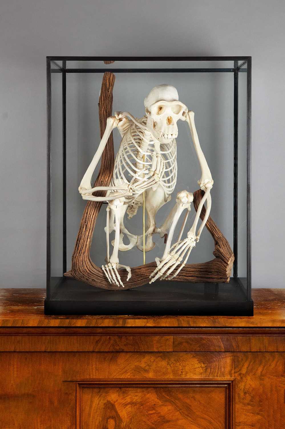 Skeletons/Anatomy: A Rare Cased Chimpanzee Skeleton (Pan troglodytes), captive bred, circa 2010, a