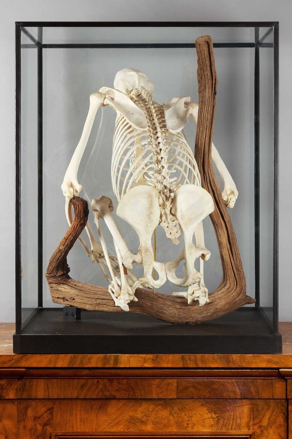 Skeletons/Anatomy: A Rare Cased Chimpanzee Skeleton (Pan troglodytes), captive bred, circa 2010, a - Image 4 of 12