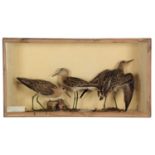 Taxidermy: A Late Victorian Cased Trio of Ruffs (Calidris pugnax), circa 1880-1900, a trio of