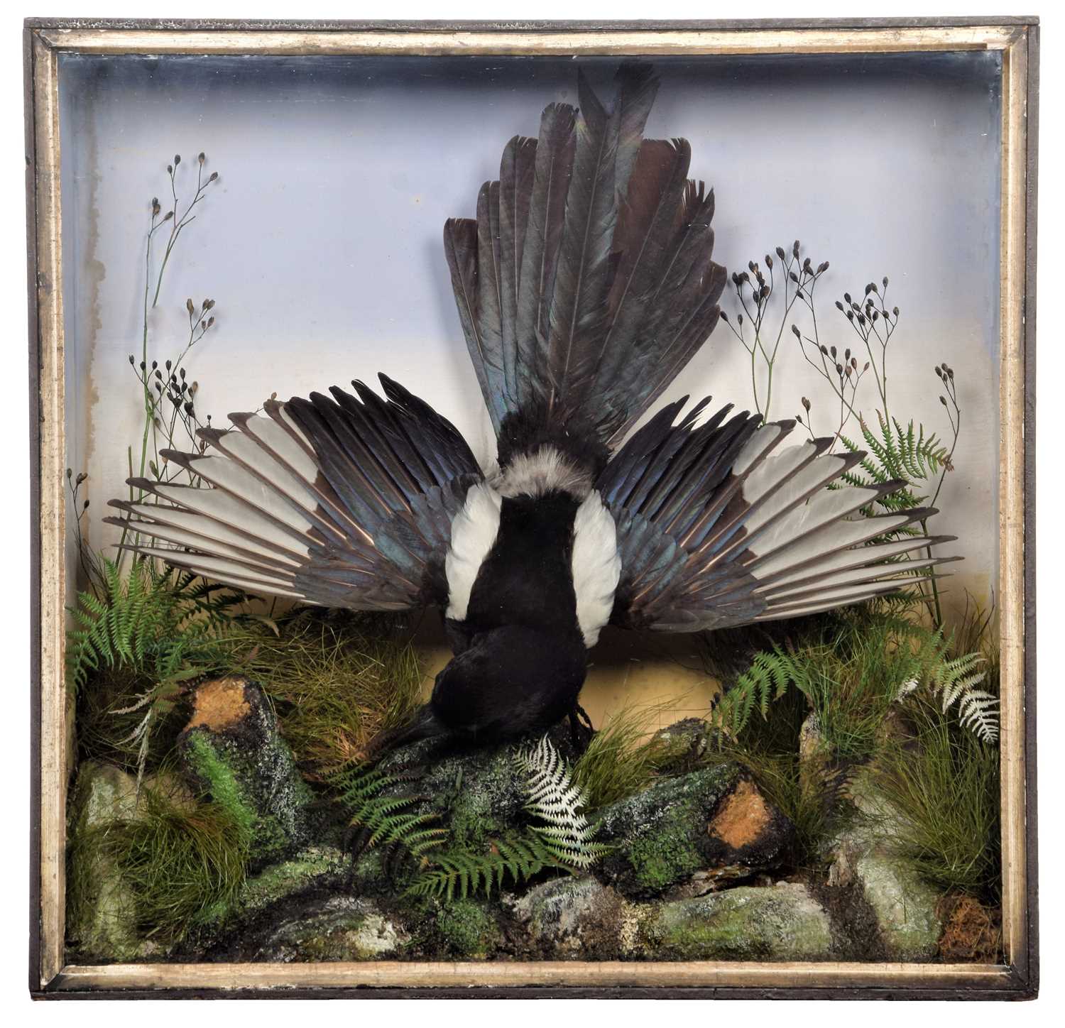 Taxidermy: A Cased European Magpie (Pica pica), circa 1880-1900, attributed to A.S. Hutchinson, 98