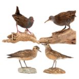 Taxidermy: A Pair of Water Rails & Dotterels, circa late 20th century, a pair of full mount adult