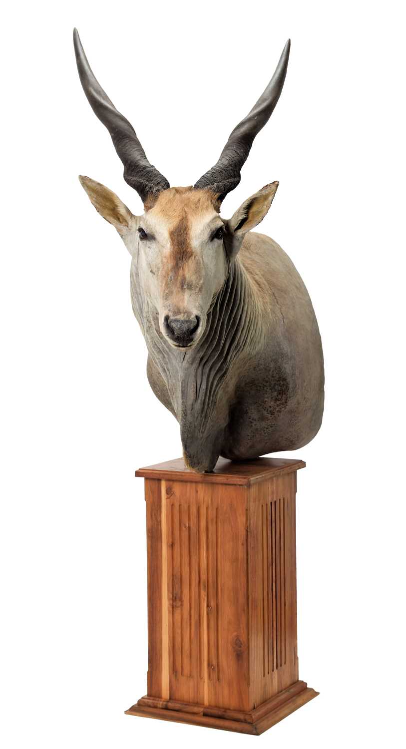 Taxidermy: Common Eland (Taurotragus oryx), circa late 20th century, South Africa, a large adult - Image 3 of 3