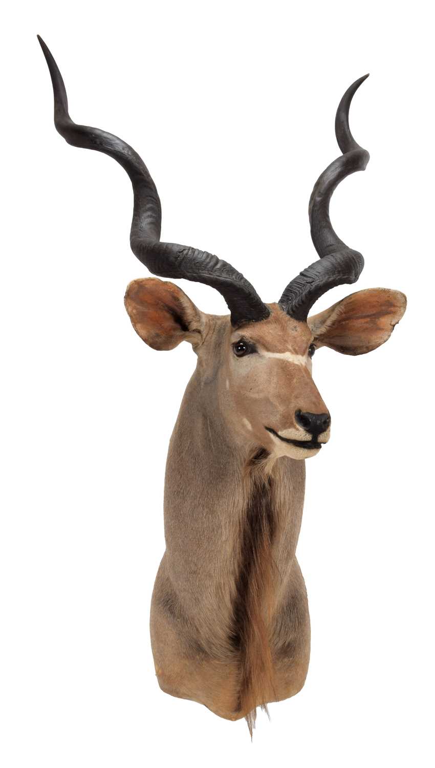 Taxidermy: Cape Greater Kudu (Strepsiceros strepsiceros), circa late 20th century, South Africa, a - Image 2 of 3