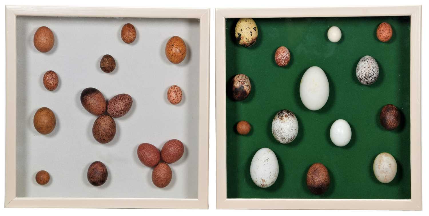 Natural History: A Collection of Replica Birds of Prey Eggs, a hand-painted collection of fifteen