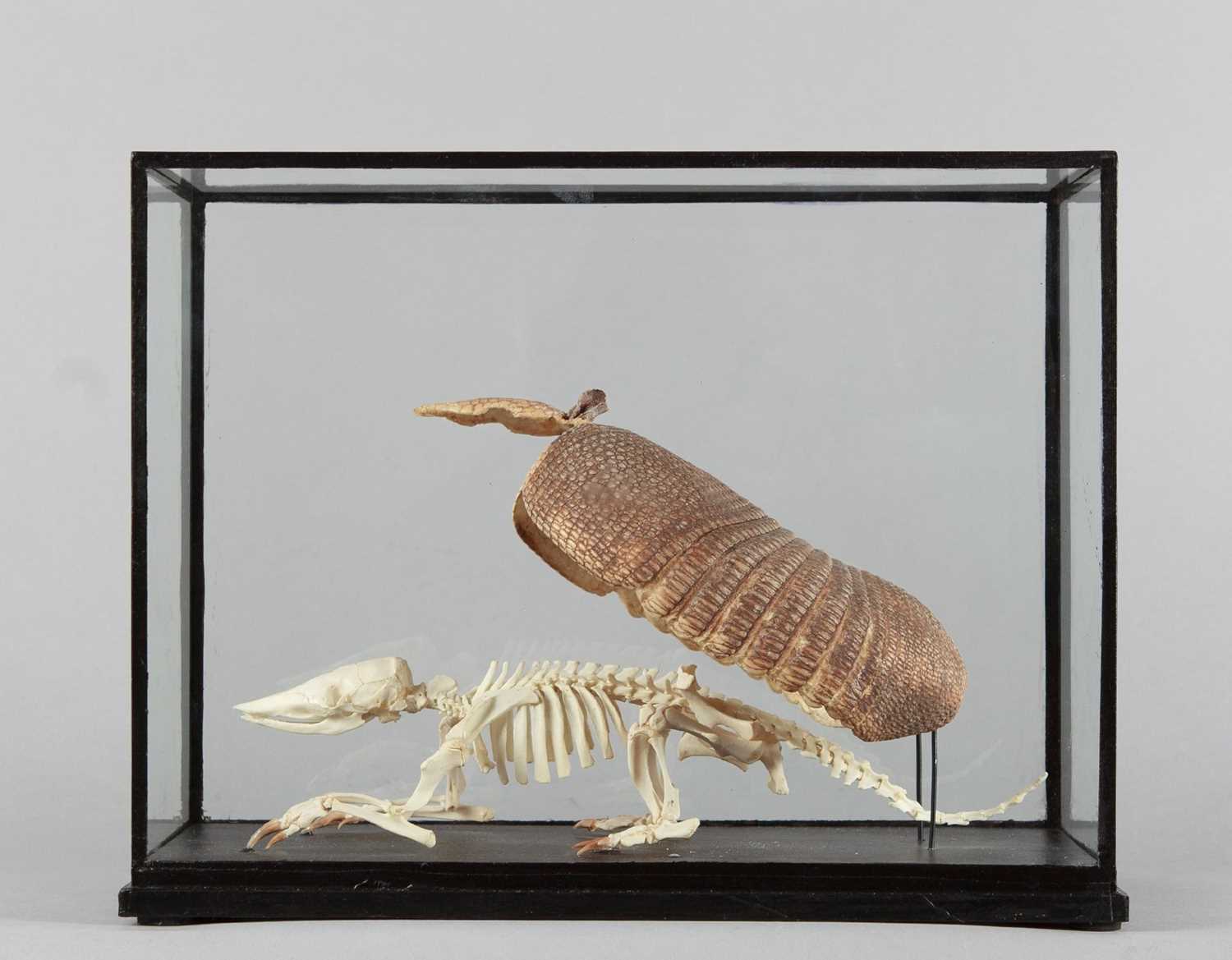 Skeletons/Anatomy: A Cased Banded Armadillo Skeleton and Carapace, modern, a complete articulated