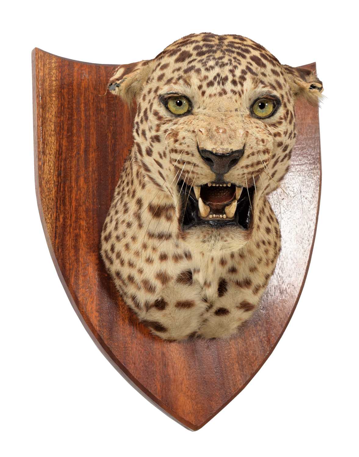 Taxidermy: Indian Leopard (Panthera pardus fusca), dated 1935, by Van Ingen Van Ingen, Mysore, - Image 5 of 6